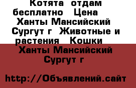 Котята  отдам бесплатно › Цена ­ 1 - Ханты-Мансийский, Сургут г. Животные и растения » Кошки   . Ханты-Мансийский,Сургут г.